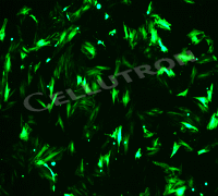 nonviral expression vector